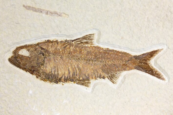 Fossil Fish (Knightia) - Wyoming #136794